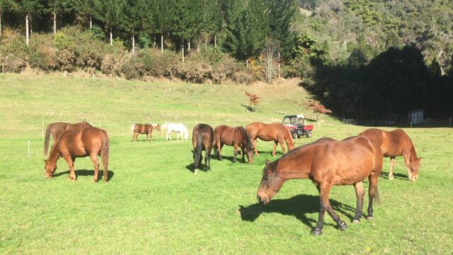 How are recreational horses raised for their health