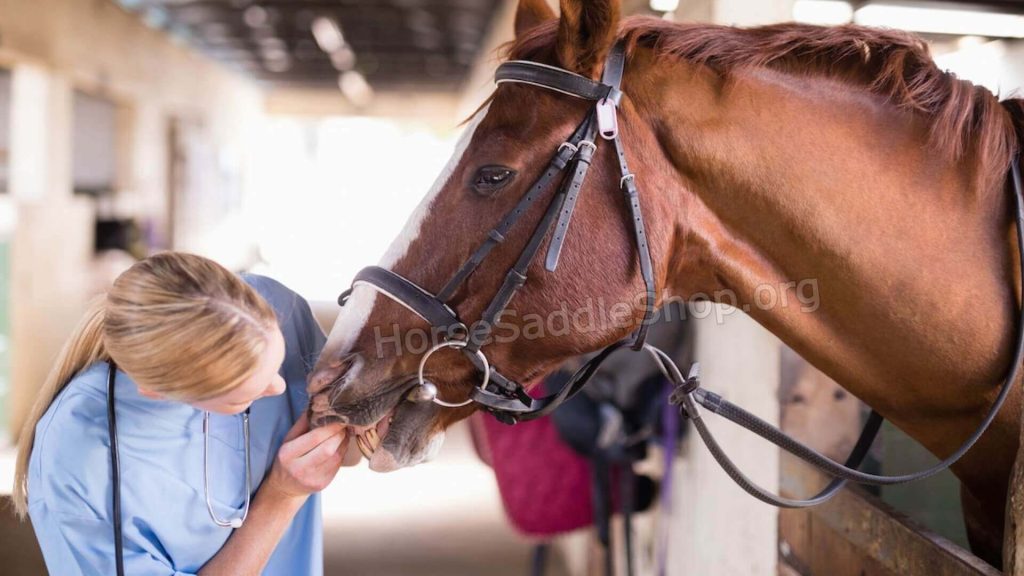 Equine veterinary maffra