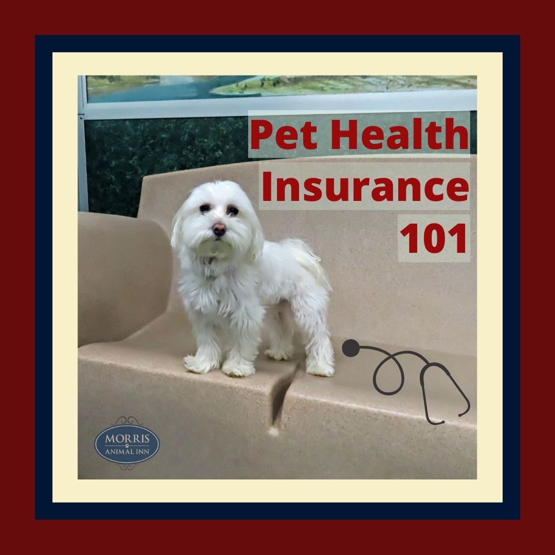 Insurance pet health dog